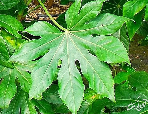  آرالیا برگ پهن